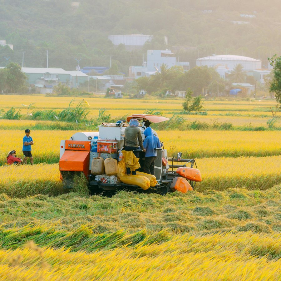 Cosecha de arroz en los campos de Macará